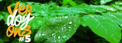 Visuel Verdoyons, une forêt d'arbres, avec au premier plan des feuilles d'arbres sur lesquelles est écrit "Verdoyons "5 !"