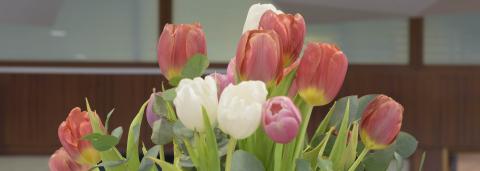 photo d'un bouquet de tulipes roses et blanches, issue de l'exposition félicitations de Ben Kinmont
