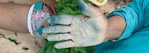 Une personne assise au sol, sur un terrain sableux, entourée de végétaux, les mains tachées, bleutées par la manipulation de ces végétaux. Elle porte une tenue colorée, bleue avec aux poignets des motifs mulicolores.