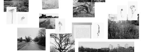 Ensemble de photos en noir et blanc de Caroline Cieslik "les sauvages"