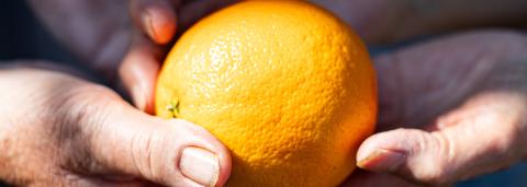 Visuel de l'exposition "Transbordeuses" de Marjorie Gosset, on voit au premier plan une orange, deux personnes se passe cette orange entre leurs mains.