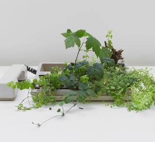 Oeuvre de Michel Blazy, une plante pousse dans un téléphone fixe