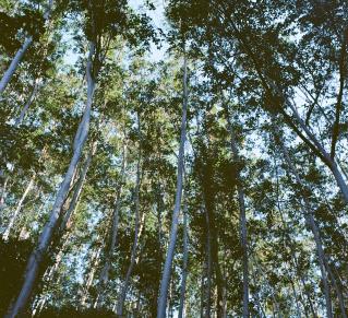 photo en contre plongée d'une forêt