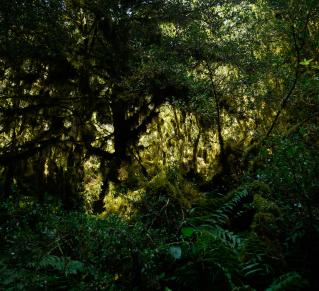 Photo d'une forêt dense et ombragée, illuminée par des rayons de lumière filtrant entre les arbres.