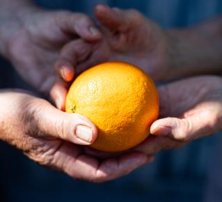 Visuel Transbordeuses