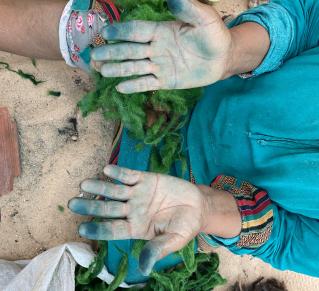 Une personne assise au sol, sur un terrain sableux, entourée de végétaux, les mains tachées, bleutées par la manipulation de ces végétaux. Elle porte une tenue colorée, bleue avec aux poignets des motifs mulicolores.