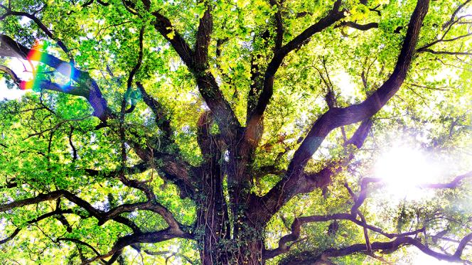 absorption lumineuse