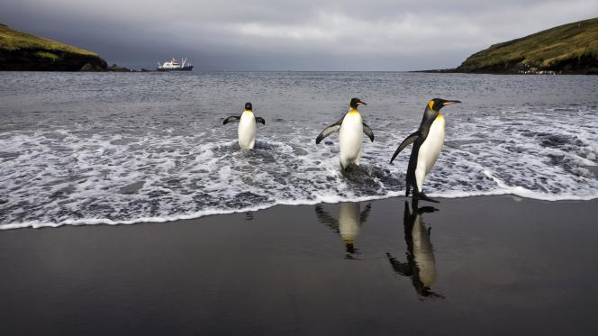 Photo de manchots sortant de la mer