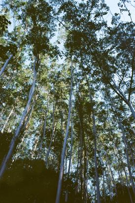 photo en contre plongée d'une forêt