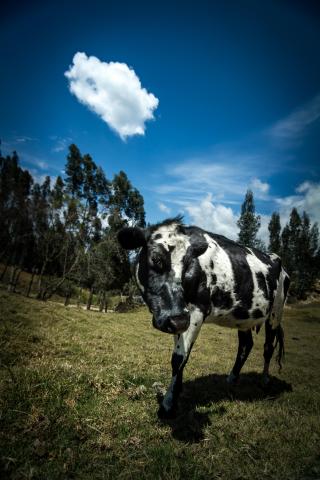 Des yeux pour se perdre dedans