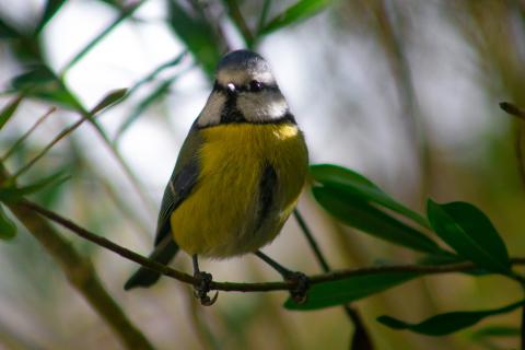 Mésange