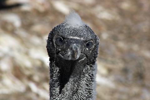 Fou de bassan juvenile - Canada 2016