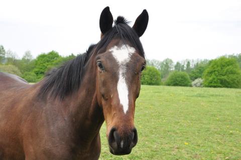 Au galop