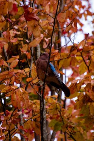 Geai des chênes au Thabor