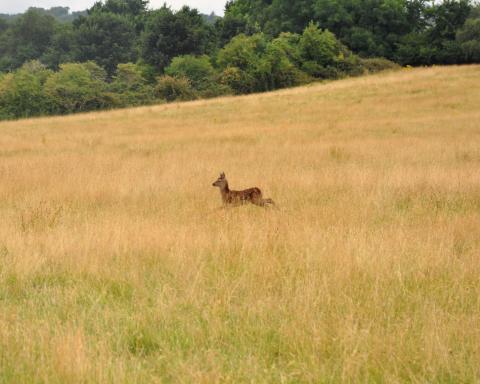 Killarney National Park : le lieu de toutes les rencontres
