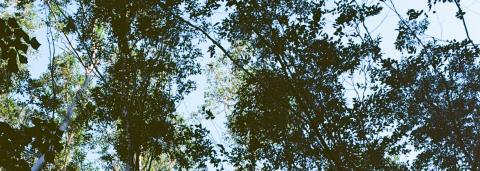 photo en contre plongée d'une forêt