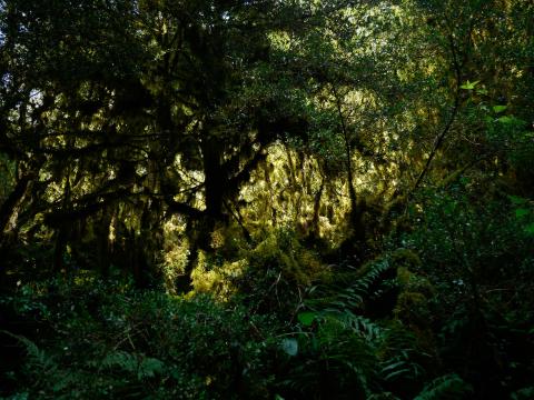 photo d'une forêt dense et ombragée, illuminée par des rayons de lumière filtrant entre les arbres.
